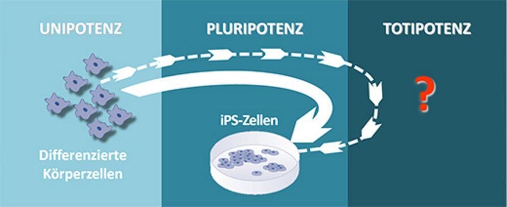 Totipotenz I: Hat "Totipotenz" als Status begründendes Kriterium ausgedient?