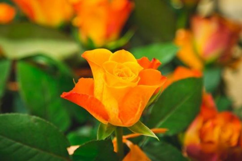 Symbolbild - eine orangene Rose: Universität Passau