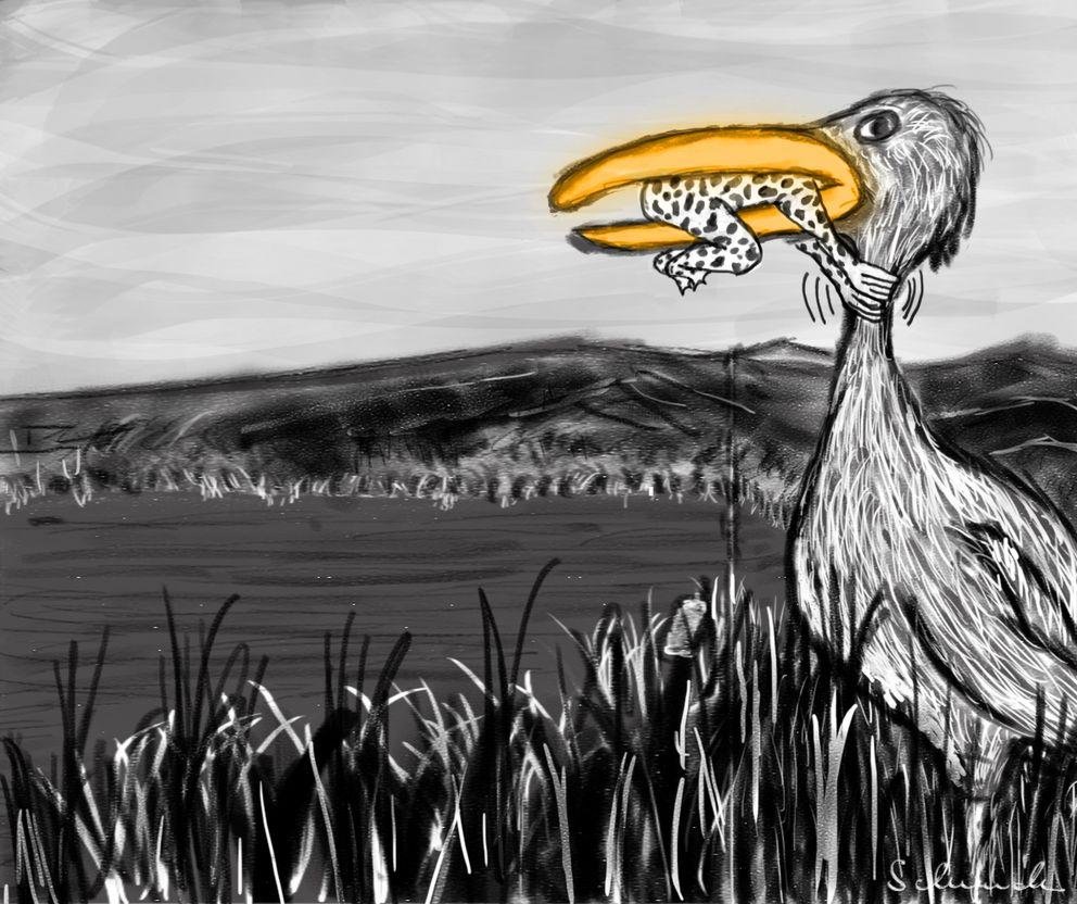 Storch Storch