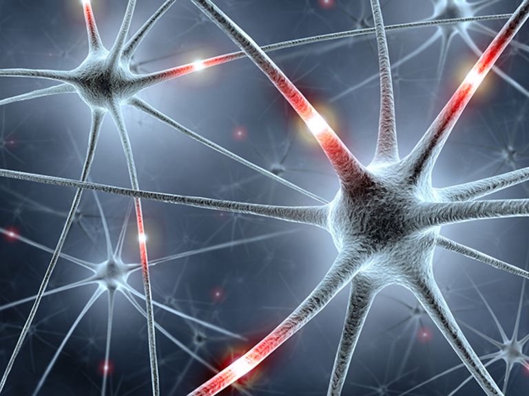 ForInter: Bavarian research network 'Interaction of Brain Cells'